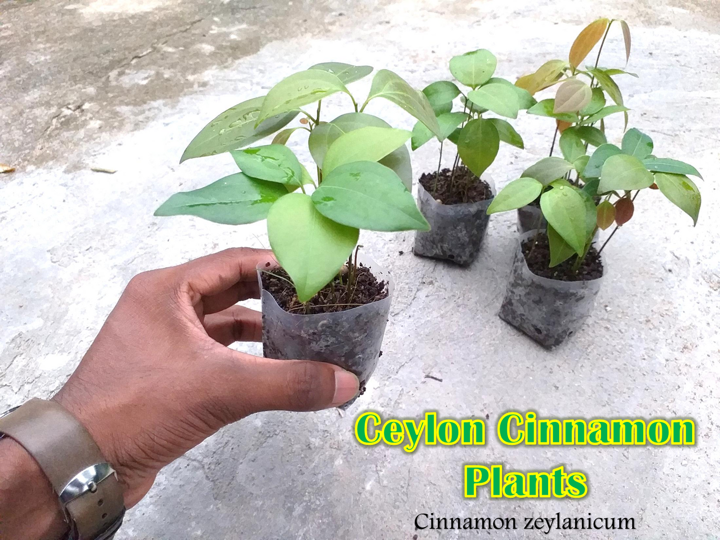 cinnamon plants