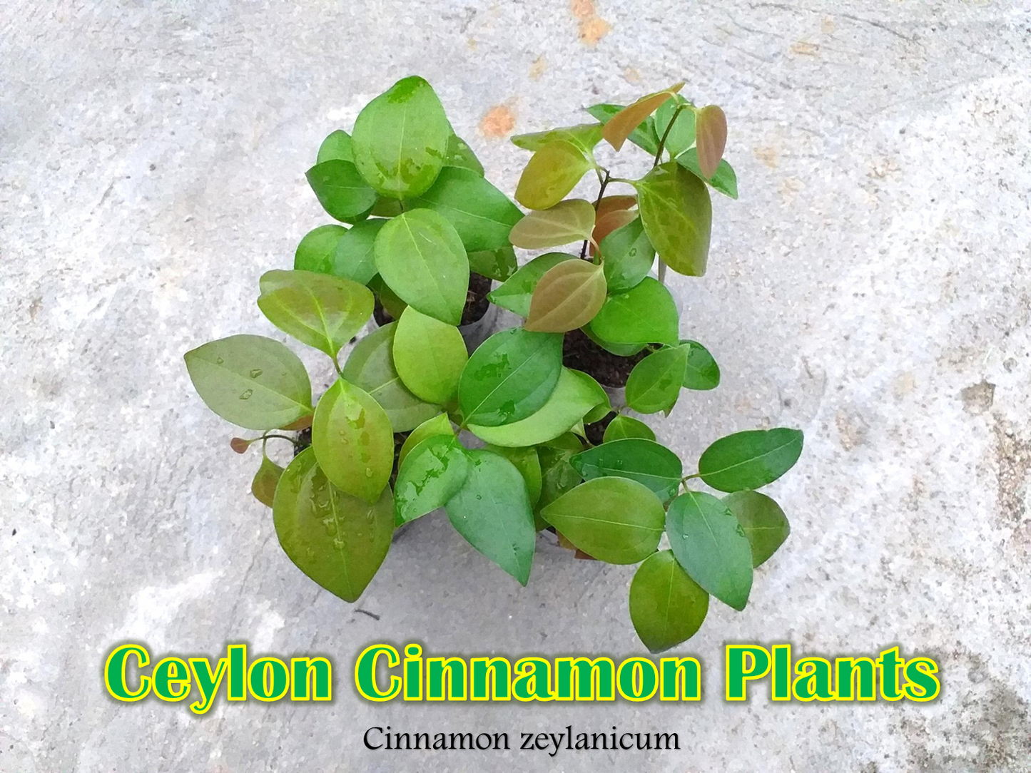 cinnamon plants