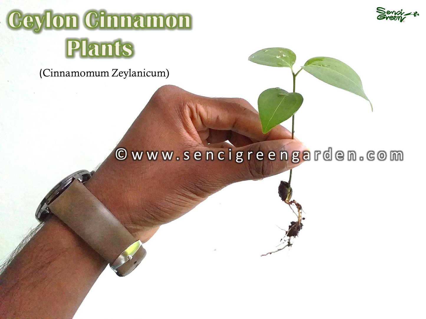 cinnamon plants
