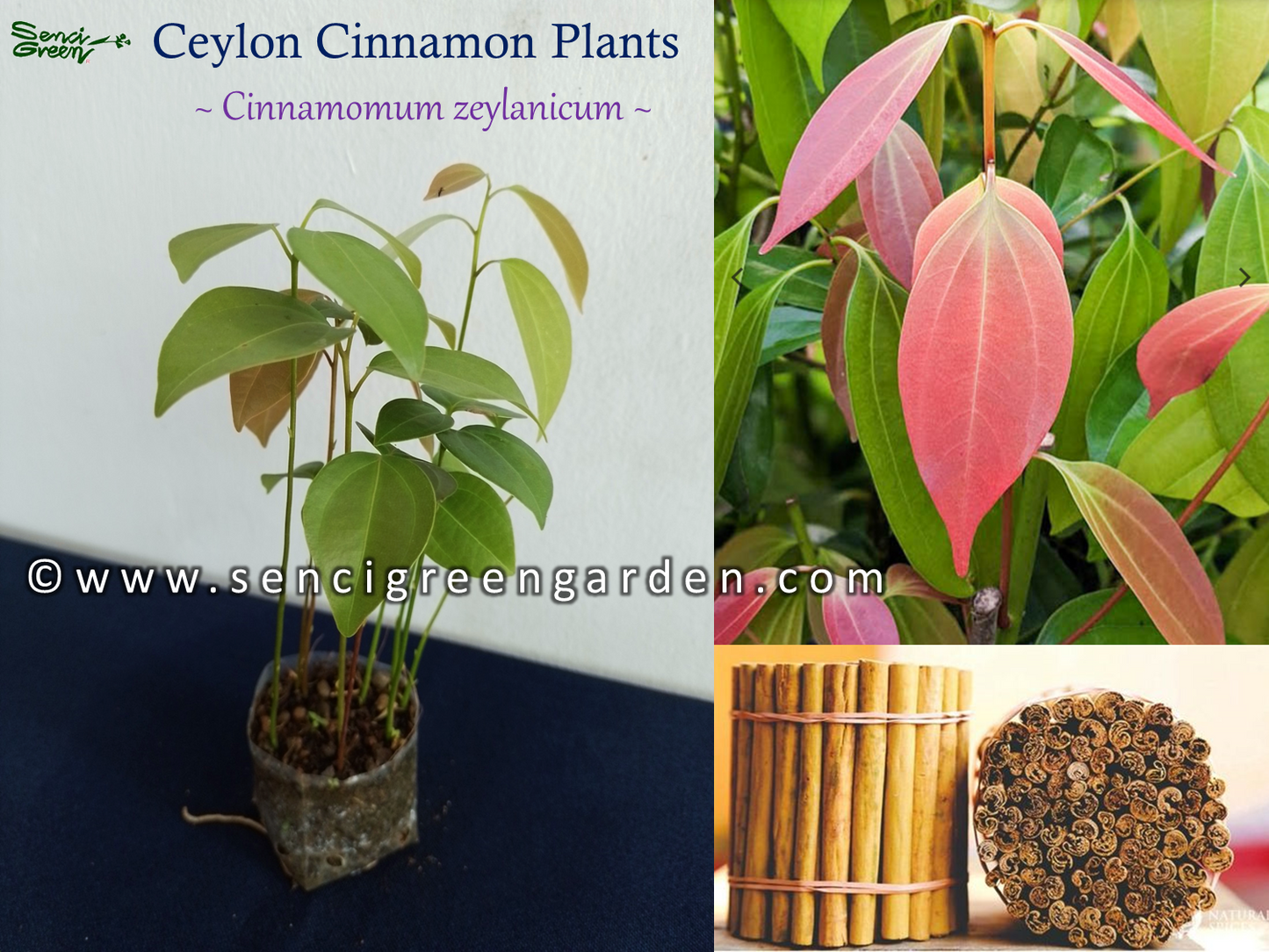 cinnamon plants