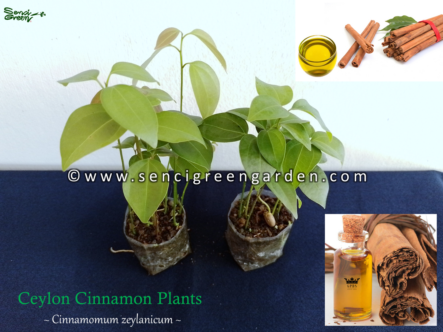 cinnamon plants