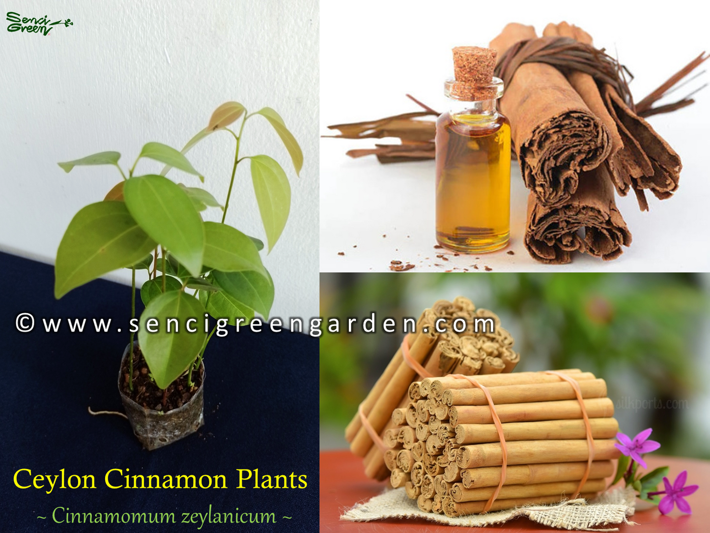 cinnamon plants