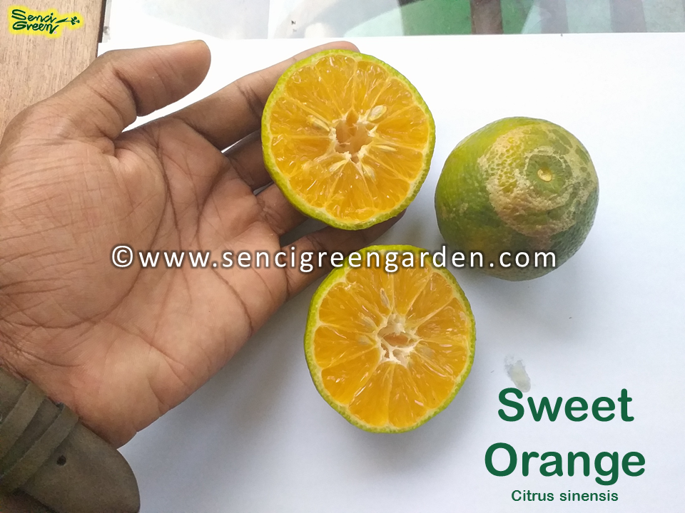 Sweet Orange Seeds (Citrus sinensis) x25 Seeds