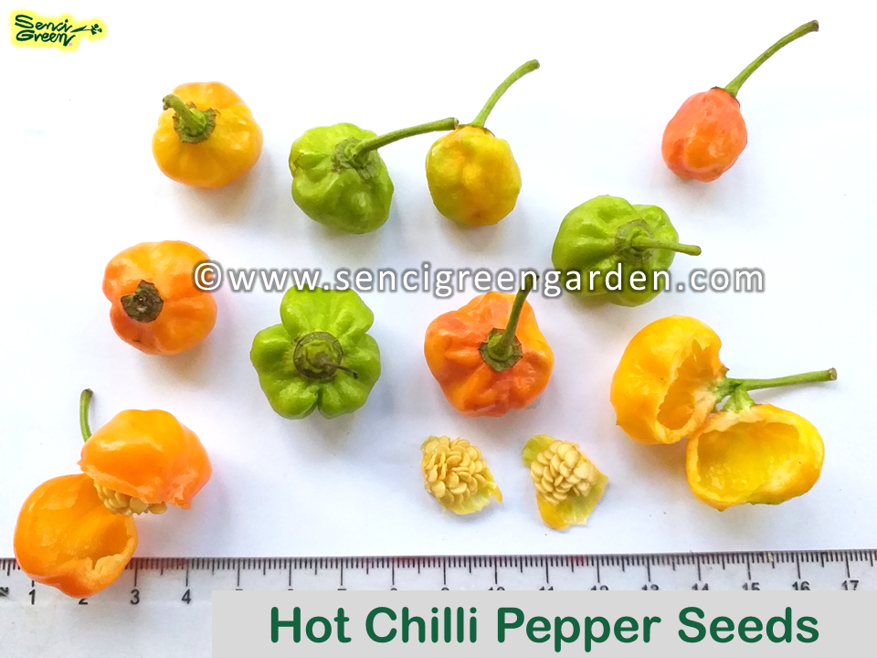 TRINIDAD SCORPION' Hot Chilli Pepper x25 Seeds