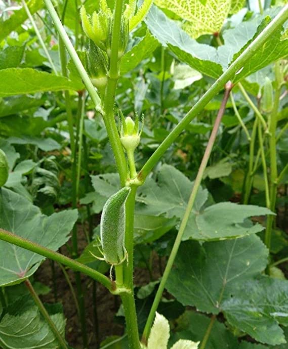 Okra Seeds, Lady Finger Seeds, Fresh Vegetable Seeds – Pack of 25+ Seeds