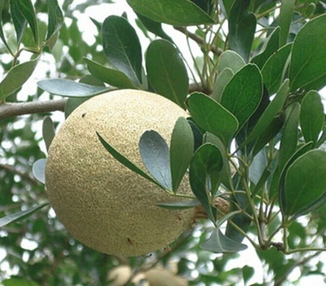 Wood apple seeds (Limonia acidissima) fresh x50 seeds