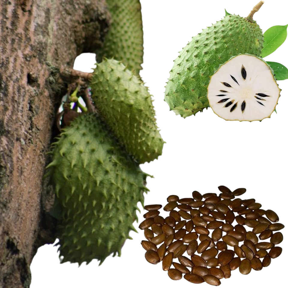 Soursop Annona Seed (Annona muricata) Fruit Muricata Organic fresh