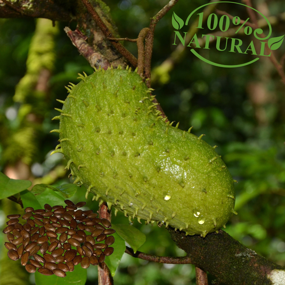 Soursop Annona Seed (Annona muricata) Fruit Muricata Organic fresh