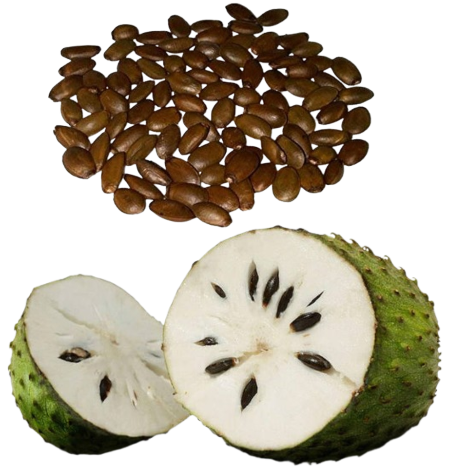 Soursop Annona Seed (Annona muricata) Fruit Muricata Organic fresh