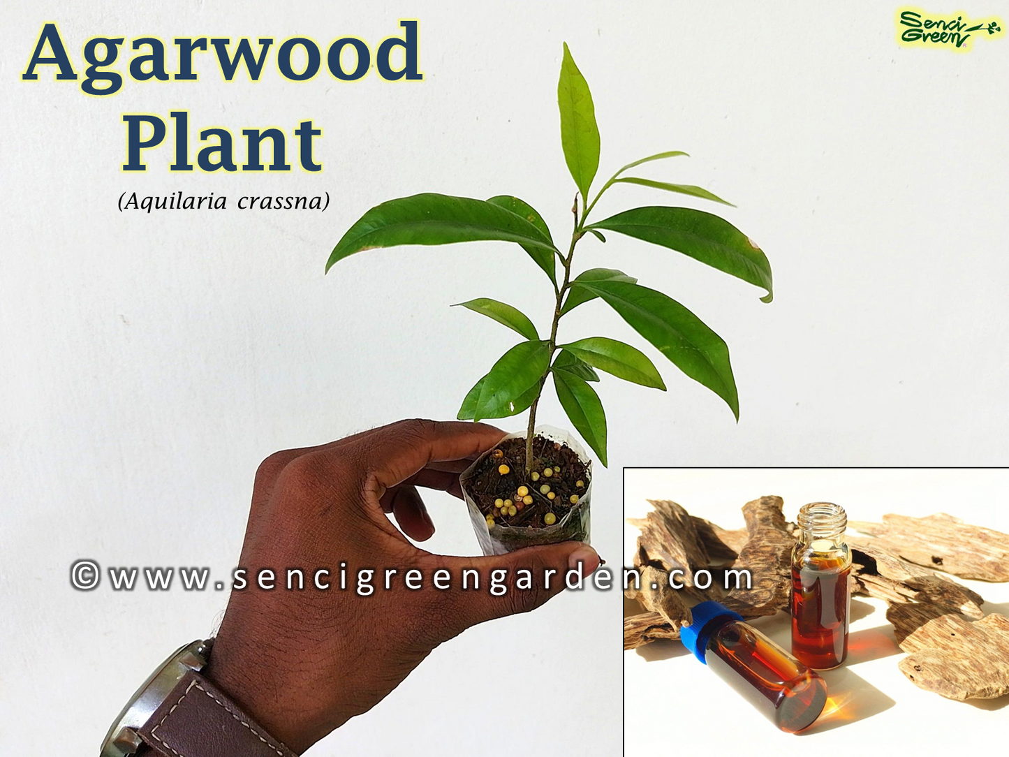 Agarwood plant (Aquilaria crassna)