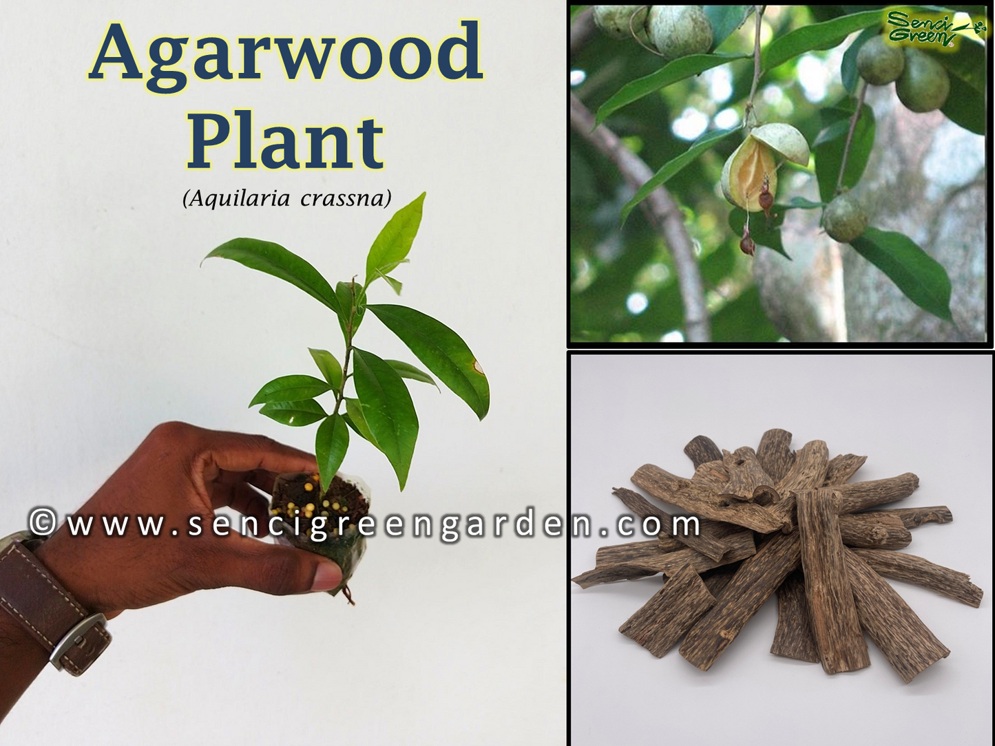 Agarwood plant (Aquilaria crassna)