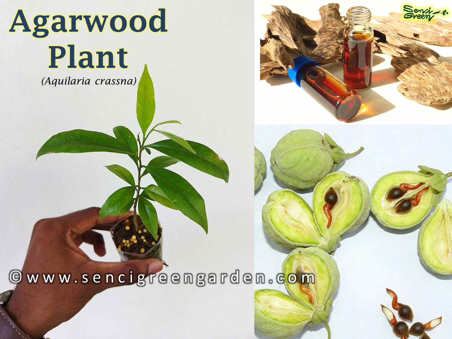 Agarwood plant (Aquilaria crassna)