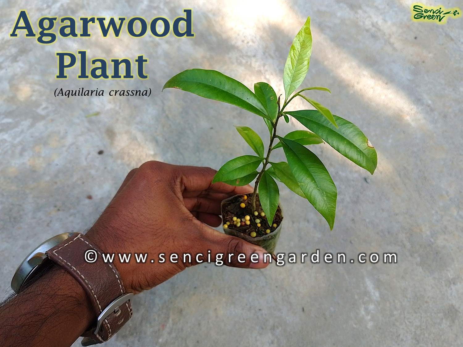 Agarwood plant (Aquilaria crassna)