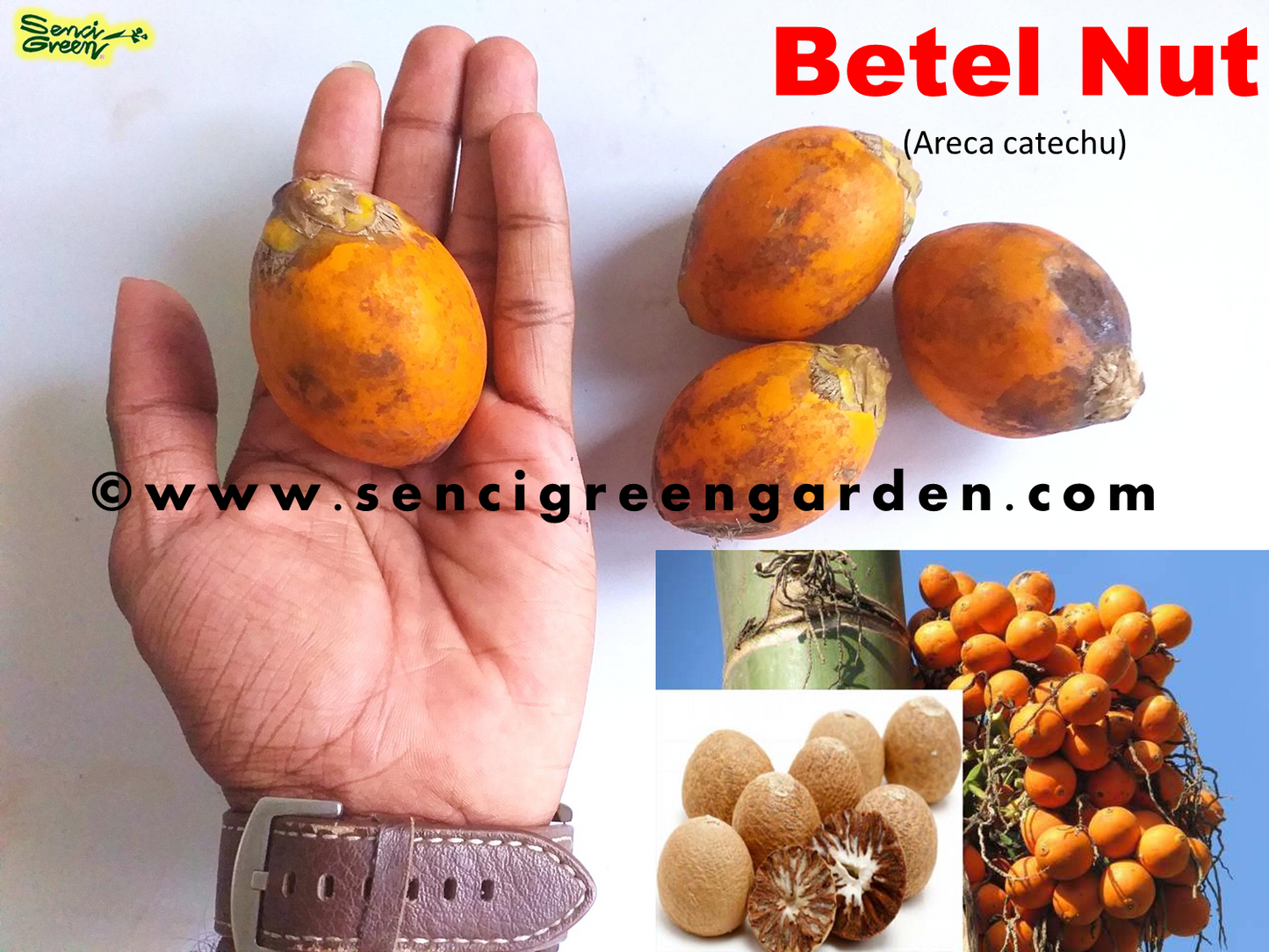 Areca Nut Palm, Betel Nut (Areca catechu)