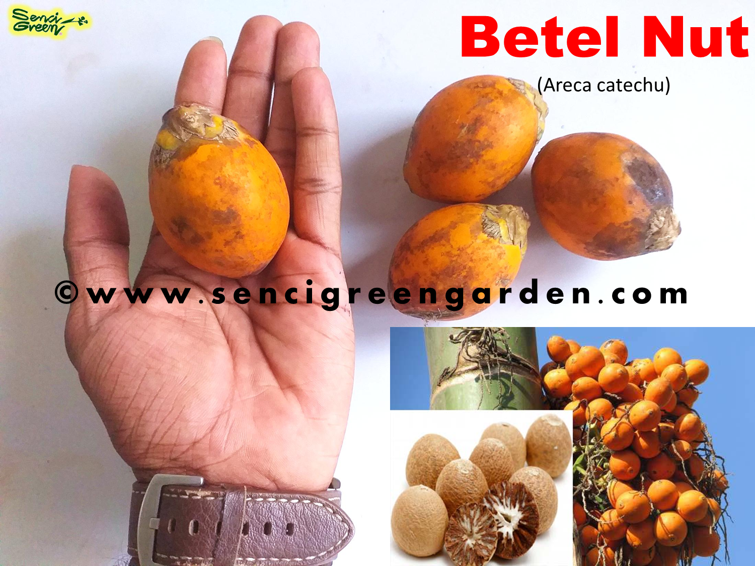 Areca Nut Palm, Betel Nut (Areca catechu)