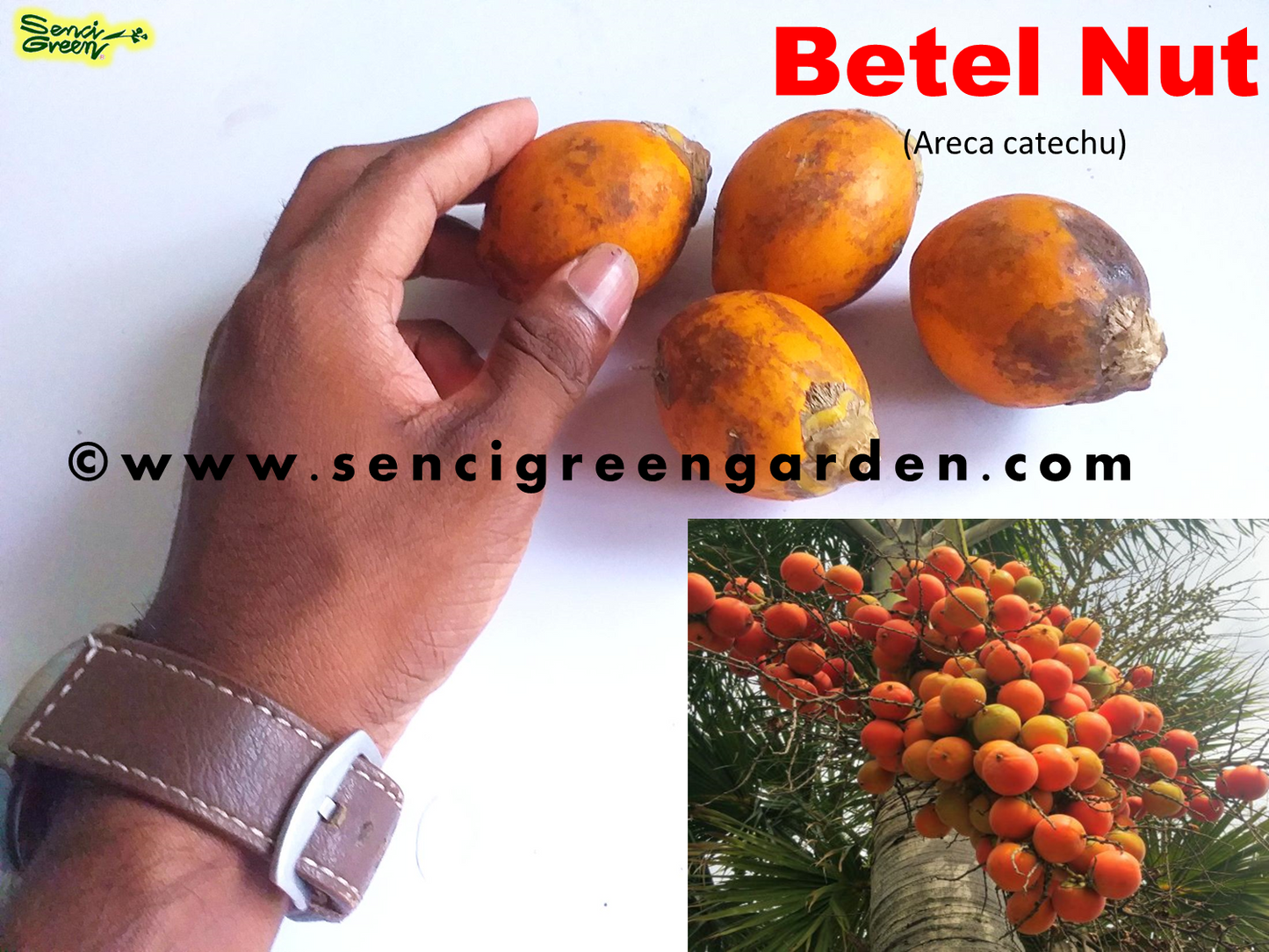 Areca Nut Palm, Betel Nut (Areca catechu)