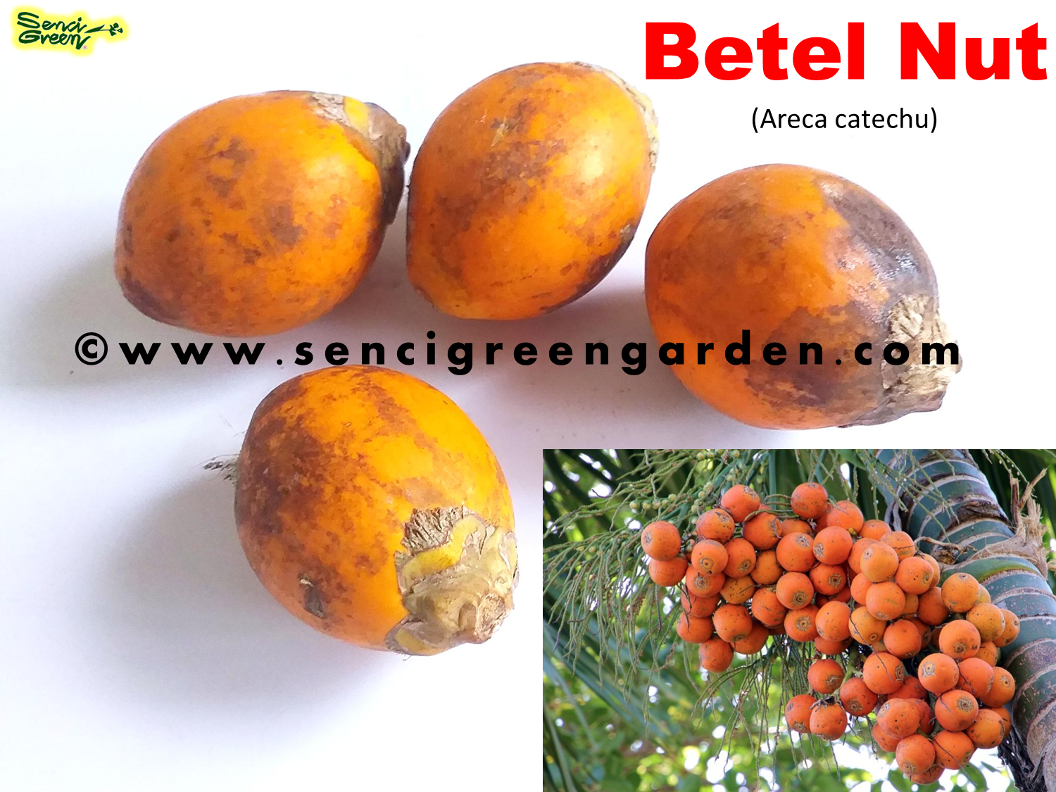 Areca Nut Palm, Betel Nut (Areca catechu)