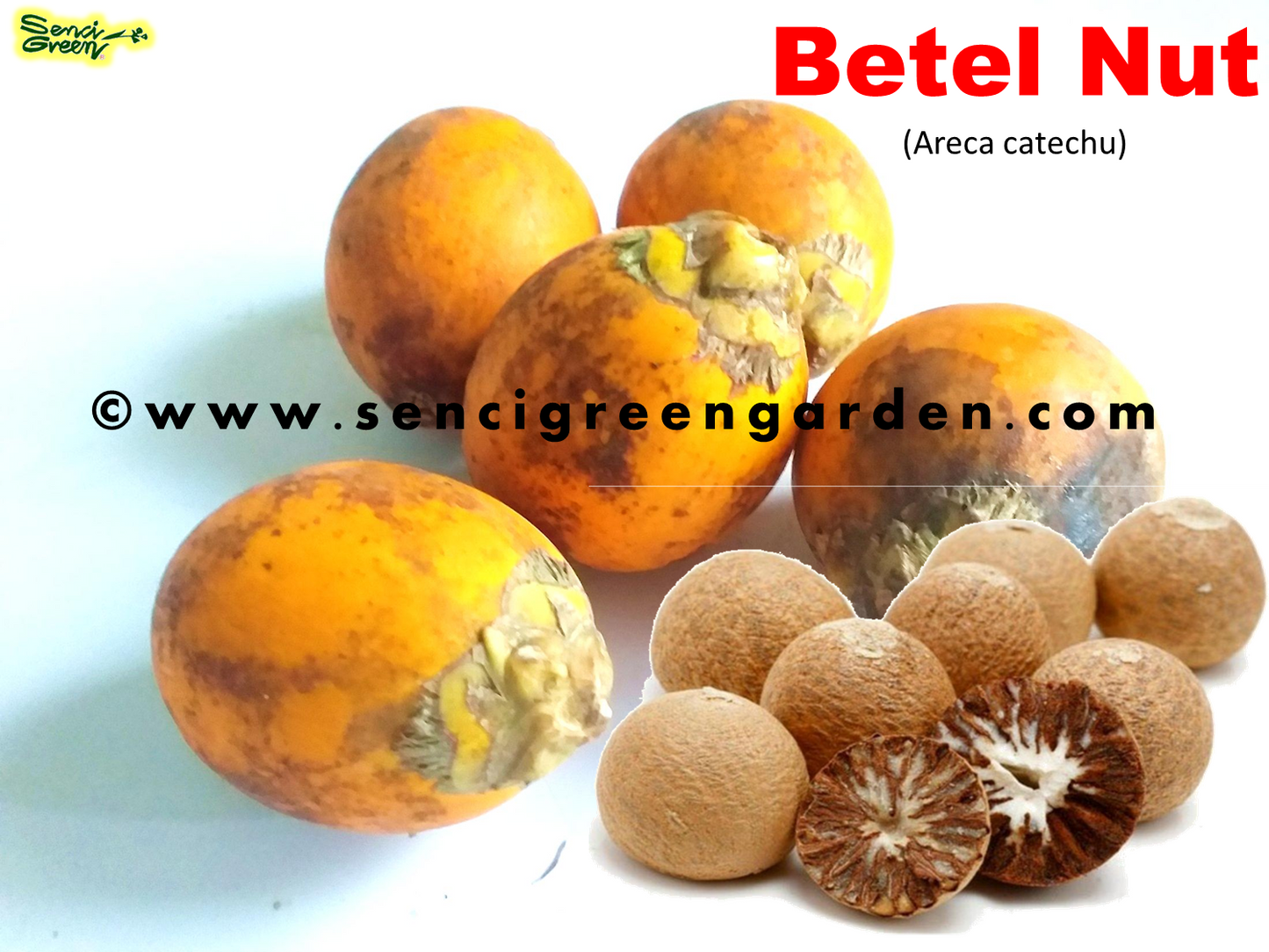 Areca Nut Palm, Betel Nut (Areca catechu)