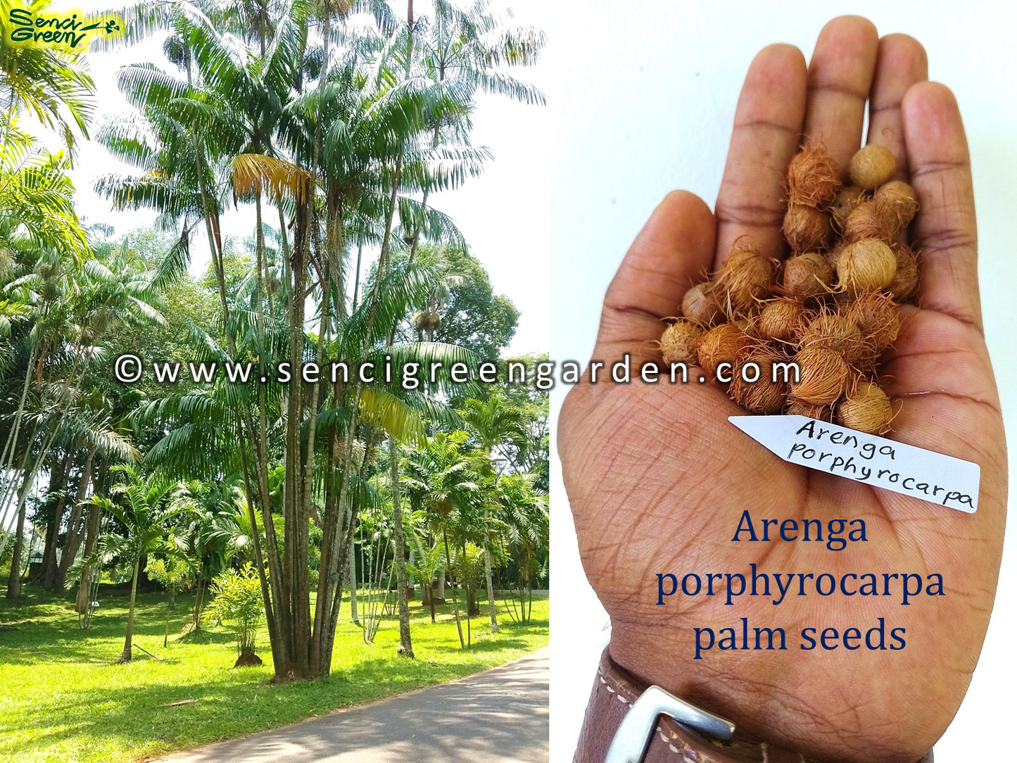 Arenga porphyrocarpa seeds