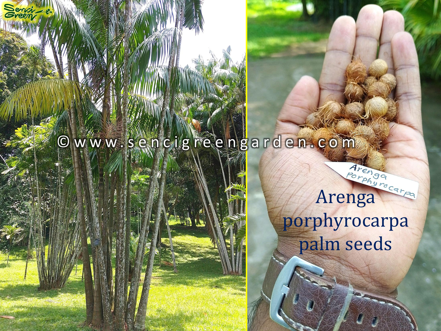 Arenga porphyrocarpa seeds