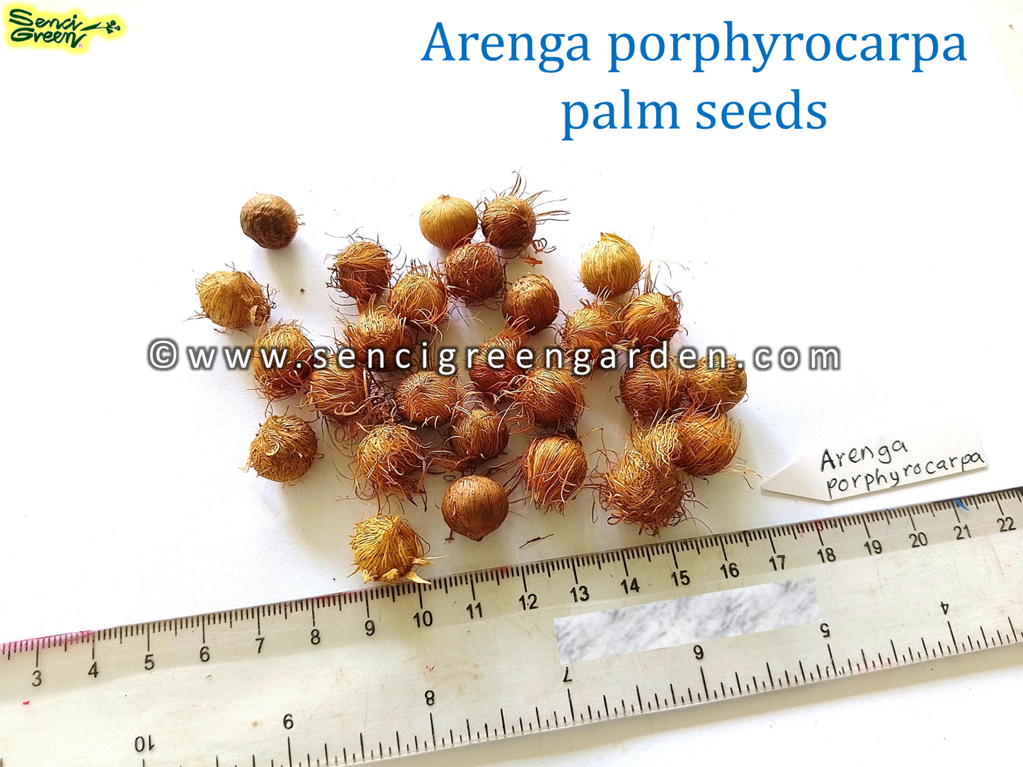 Arenga porphyrocarpa seeds