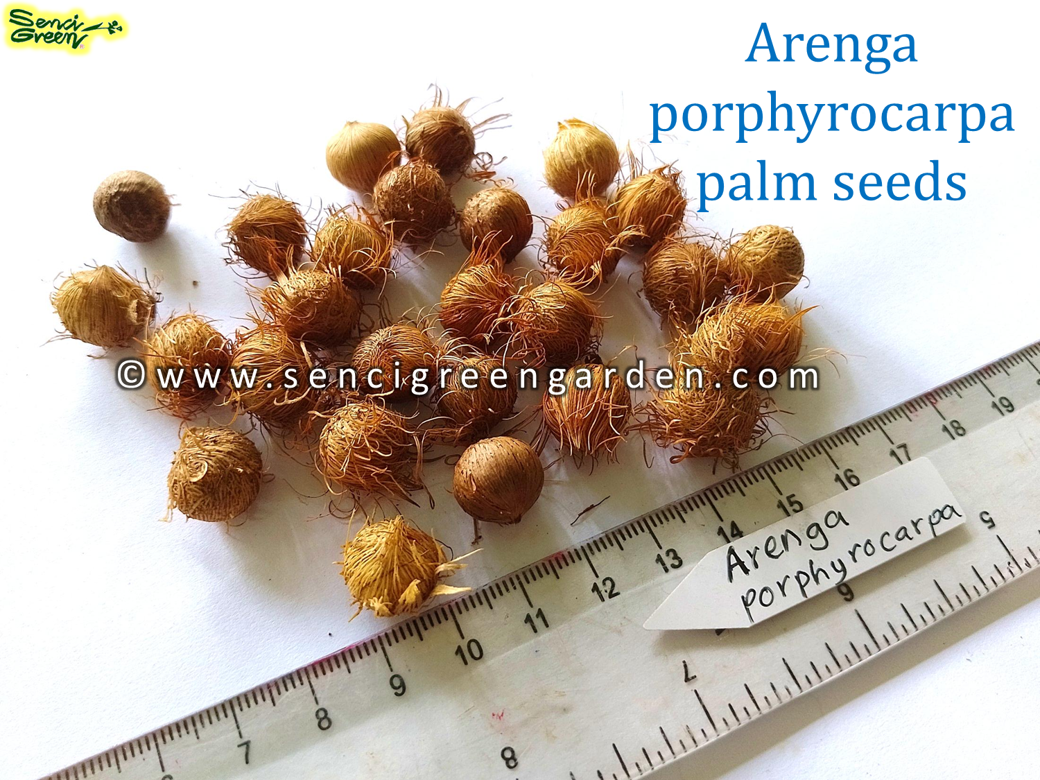 Arenga porphyrocarpa seeds