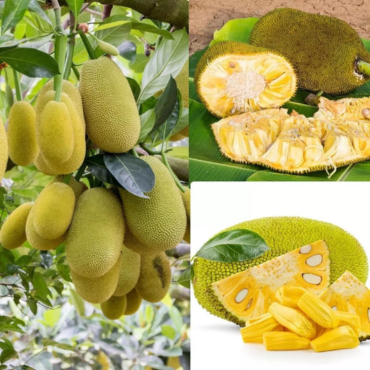 Jackfruit Seeds, World Largest Tropical Fruit, Fresh Viable Seeds