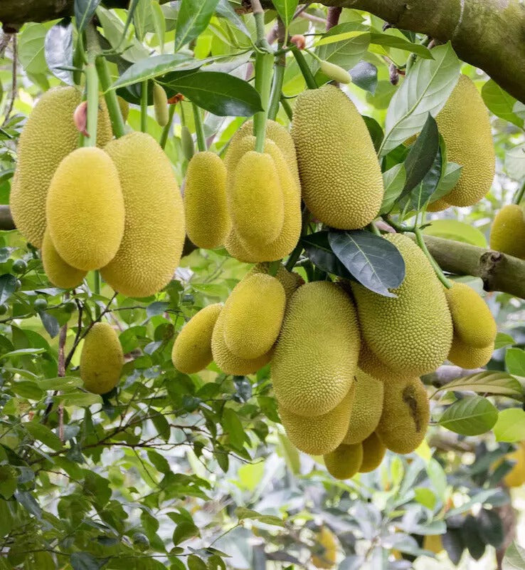 Jackfruchtsamen, die größte tropische Frucht der Welt, frische, lebensfähige Samen