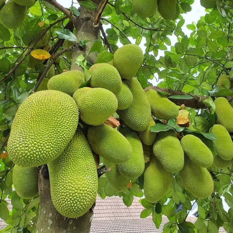 Jackfruchtsamen, die größte tropische Frucht der Welt, frische, lebensfähige Samen