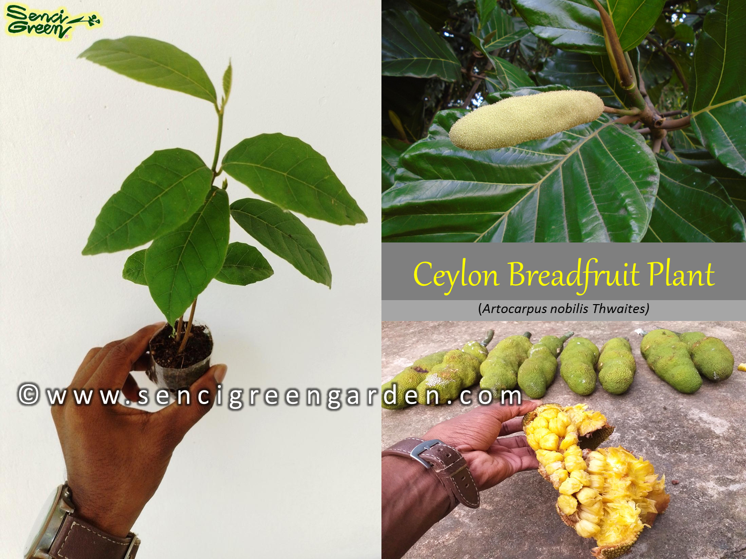 Ceylon Bread Fruit Plant (Artocarpus nobilis Thwaites)