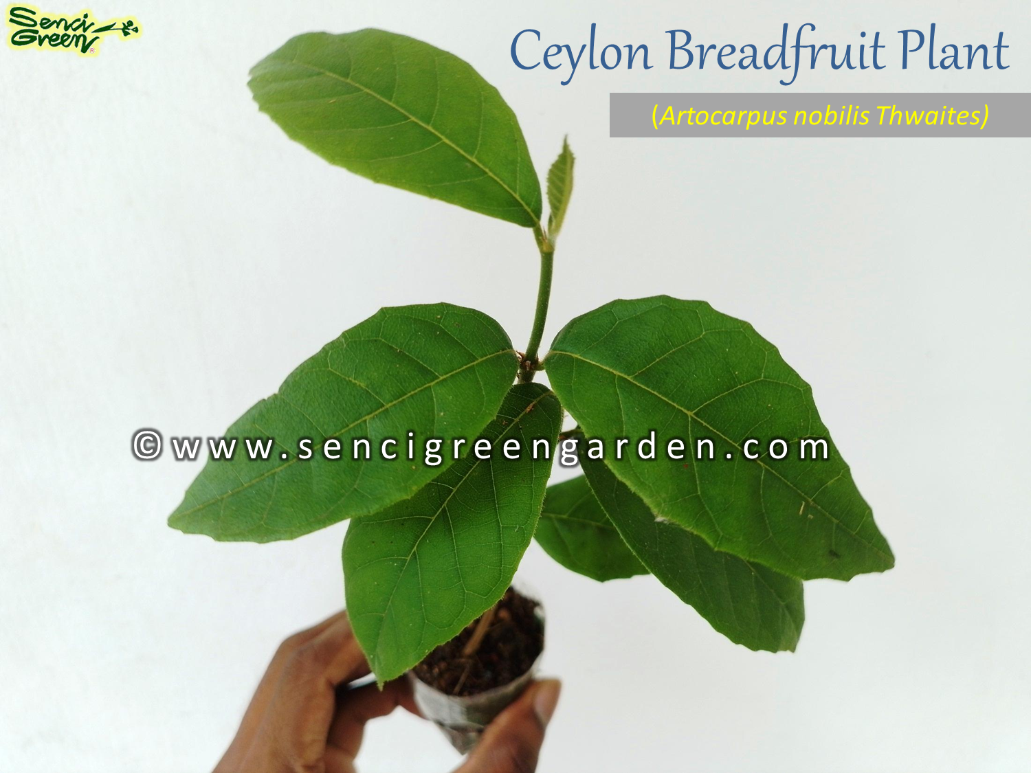 Ceylon Bread Fruit Plant (Artocarpus nobilis Thwaites)