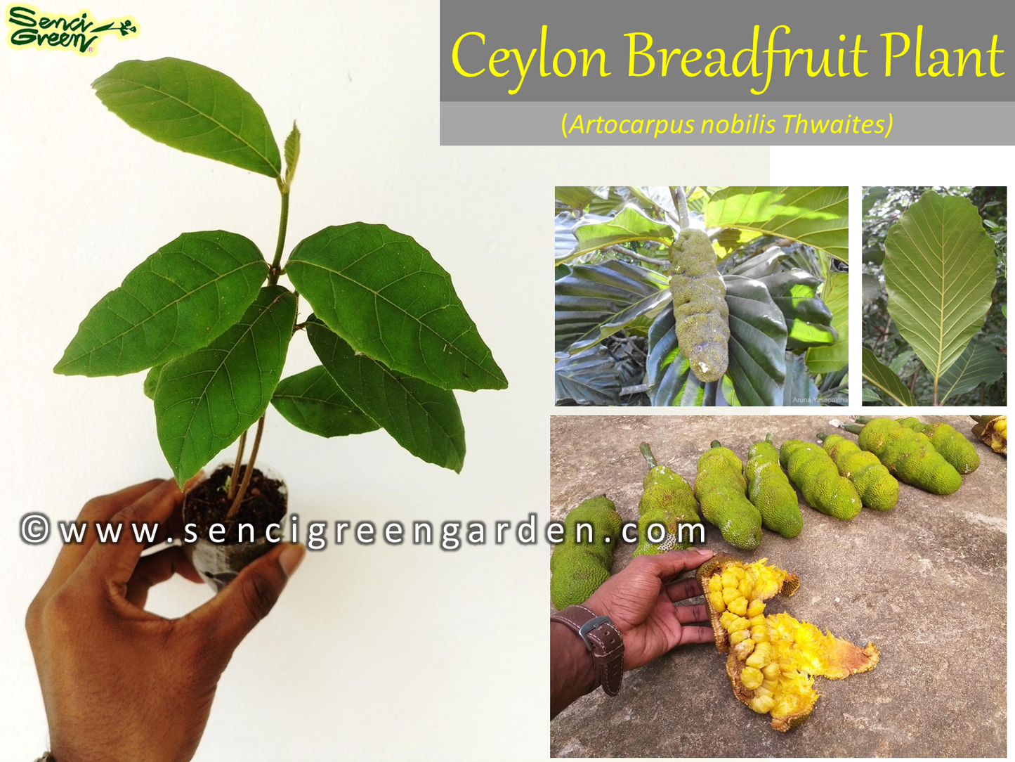 Ceylon Bread Fruit Plant (Artocarpus nobilis Thwaites)