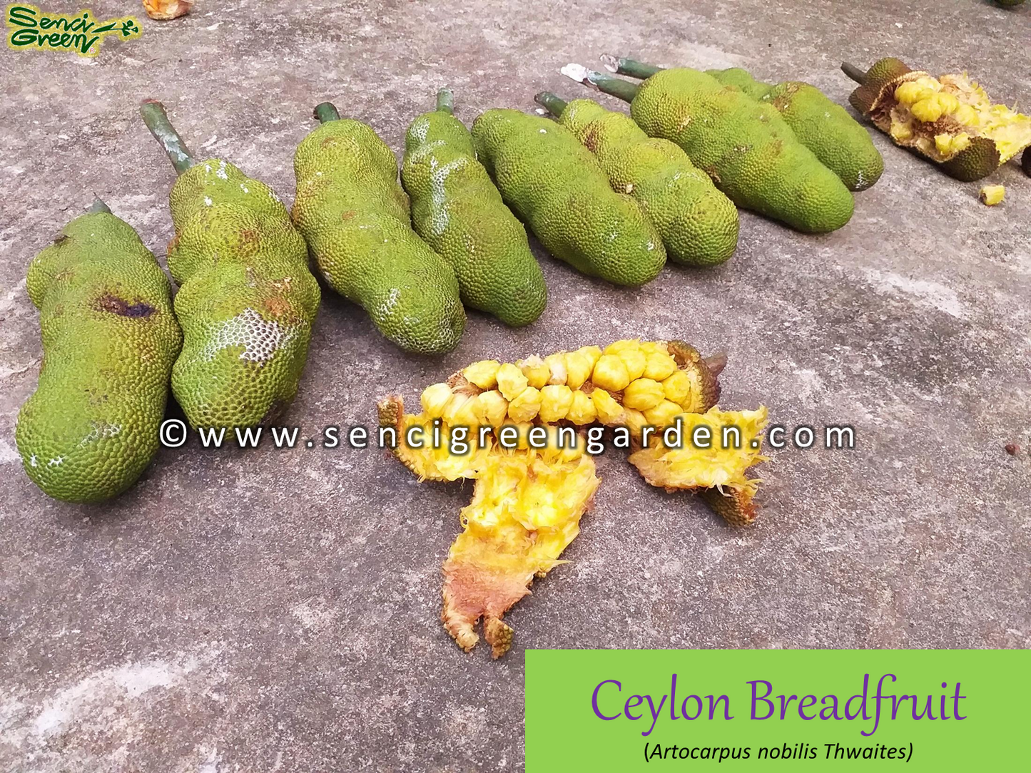 Ceylon Bread Fruit Plant (Artocarpus nobilis Thwaites)