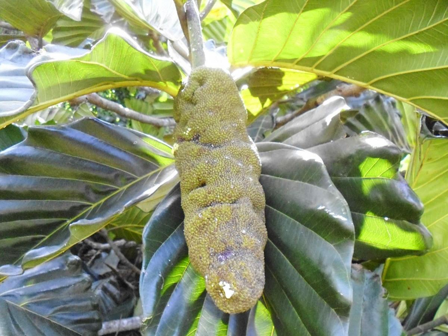 Ceylon Bread Fruit Plant (Artocarpus nobilis Thwaites)