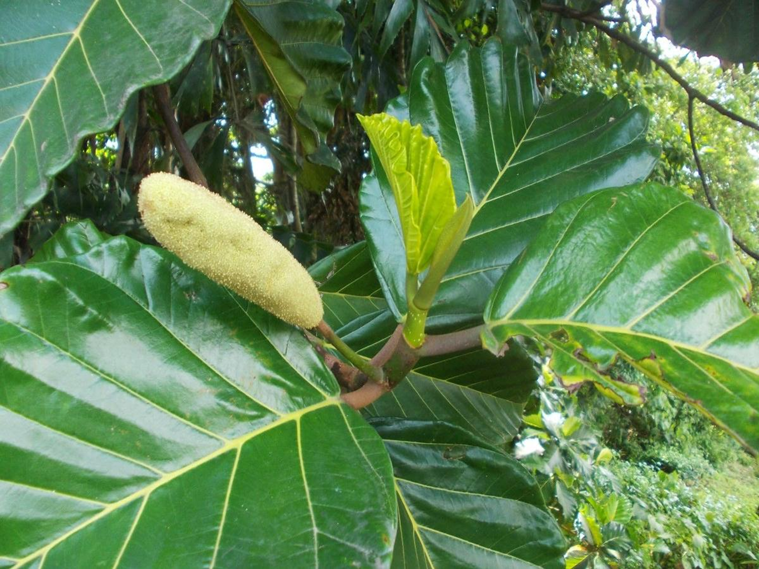 Ceylon Bread Fruit Plant (Artocarpus nobilis Thwaites)