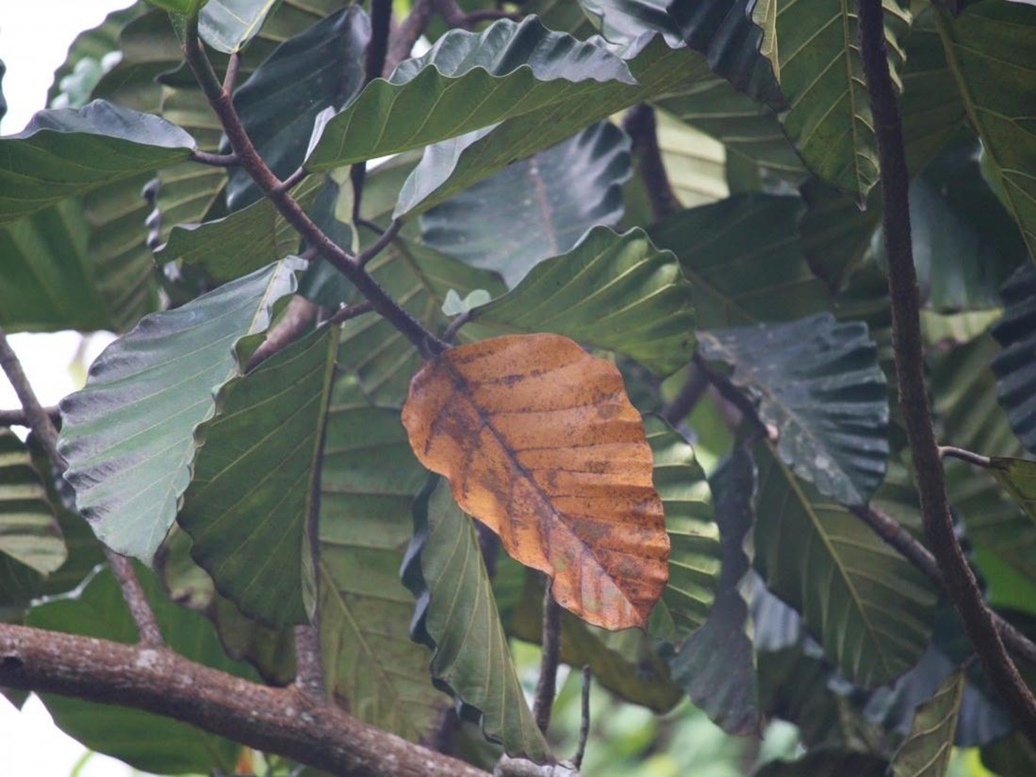 Ceylon Bread Fruit Plant (Artocarpus nobilis Thwaites)