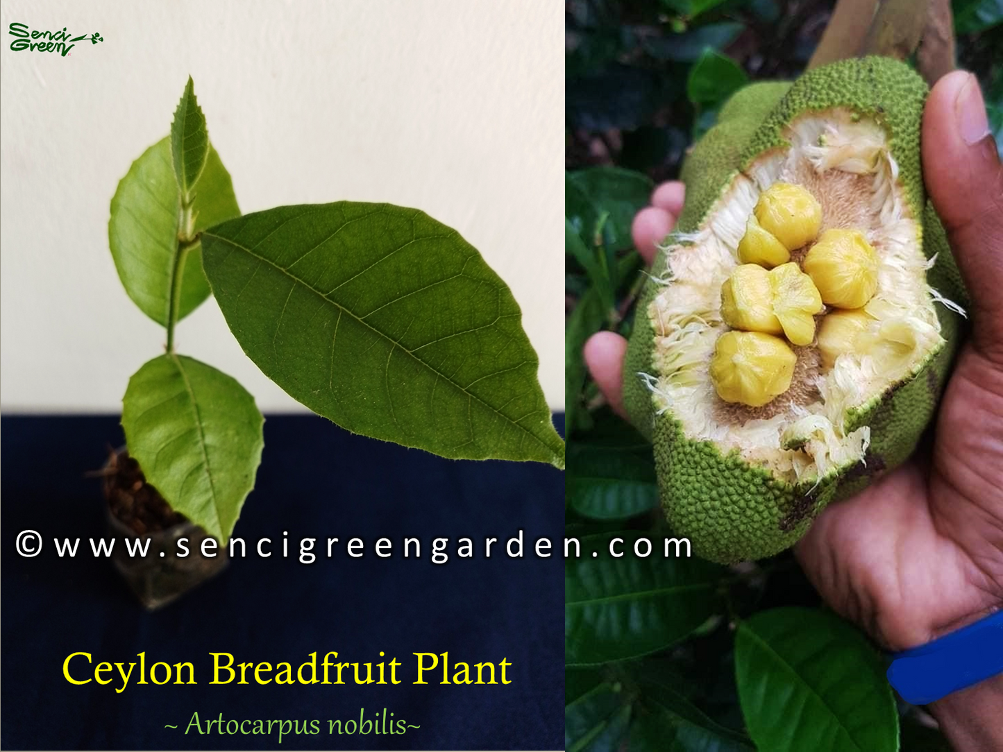 Ceylon-Brotfruchtpflanze (Artocarpus nobilis) x1 Pflanze