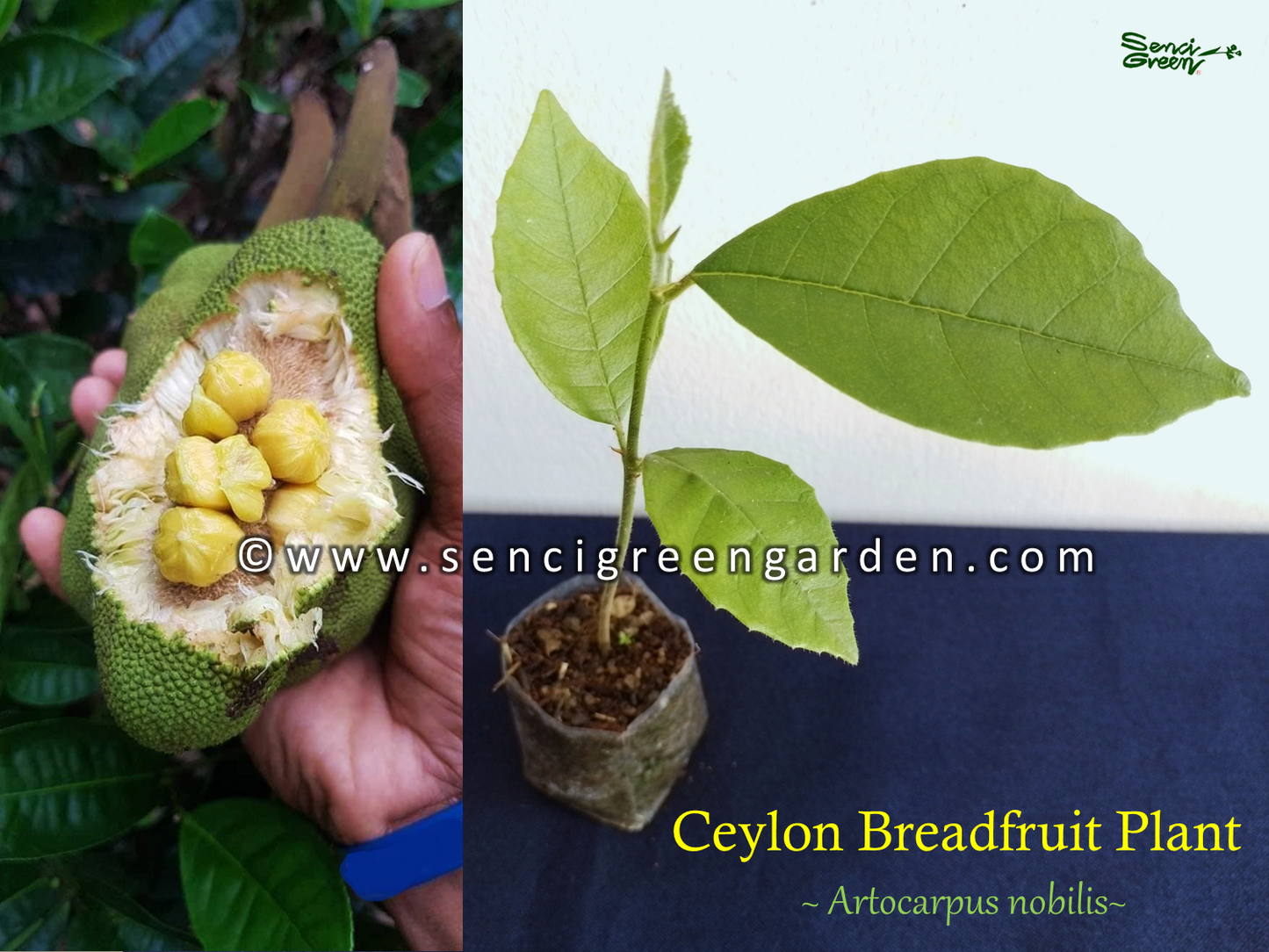 Ceylon-Brotfruchtpflanze (Artocarpus nobilis) x1 Pflanze