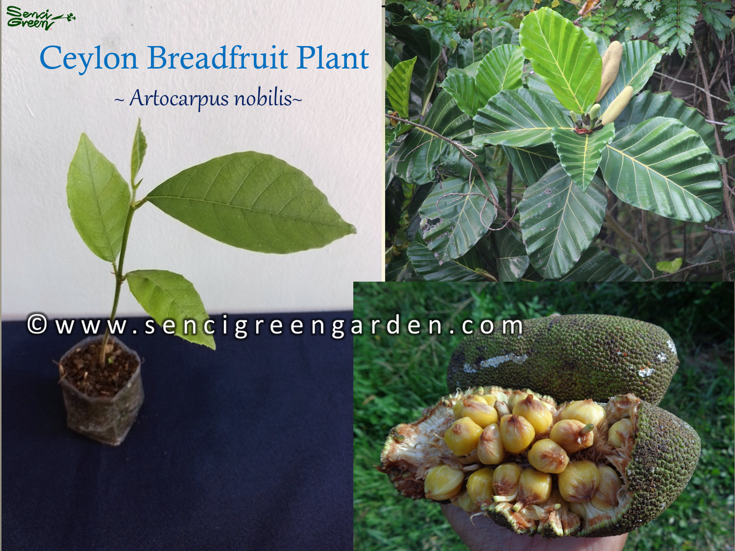 Ceylon-Brotfruchtpflanze (Artocarpus nobilis) x1 Pflanze