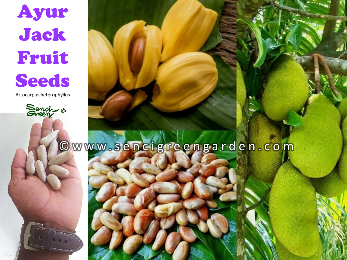 Ayur Jack Fruit Seeds Artocarpus heterophyllus