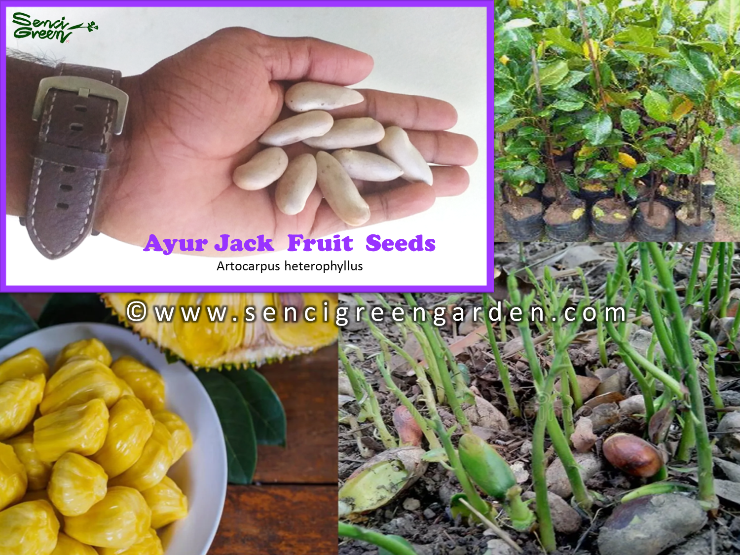 Ayur Jack Fruit Seeds Artocarpus heterophyllus