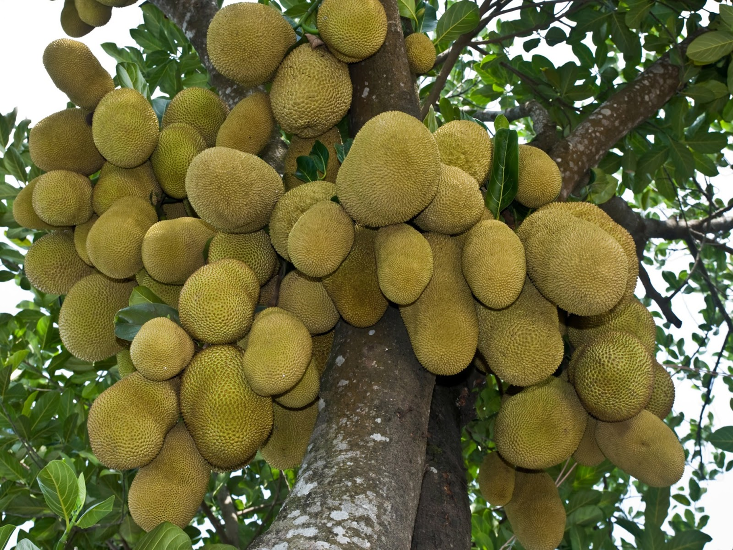 Ayur Jack Fruit Seeds Artocarpus heterophyllus