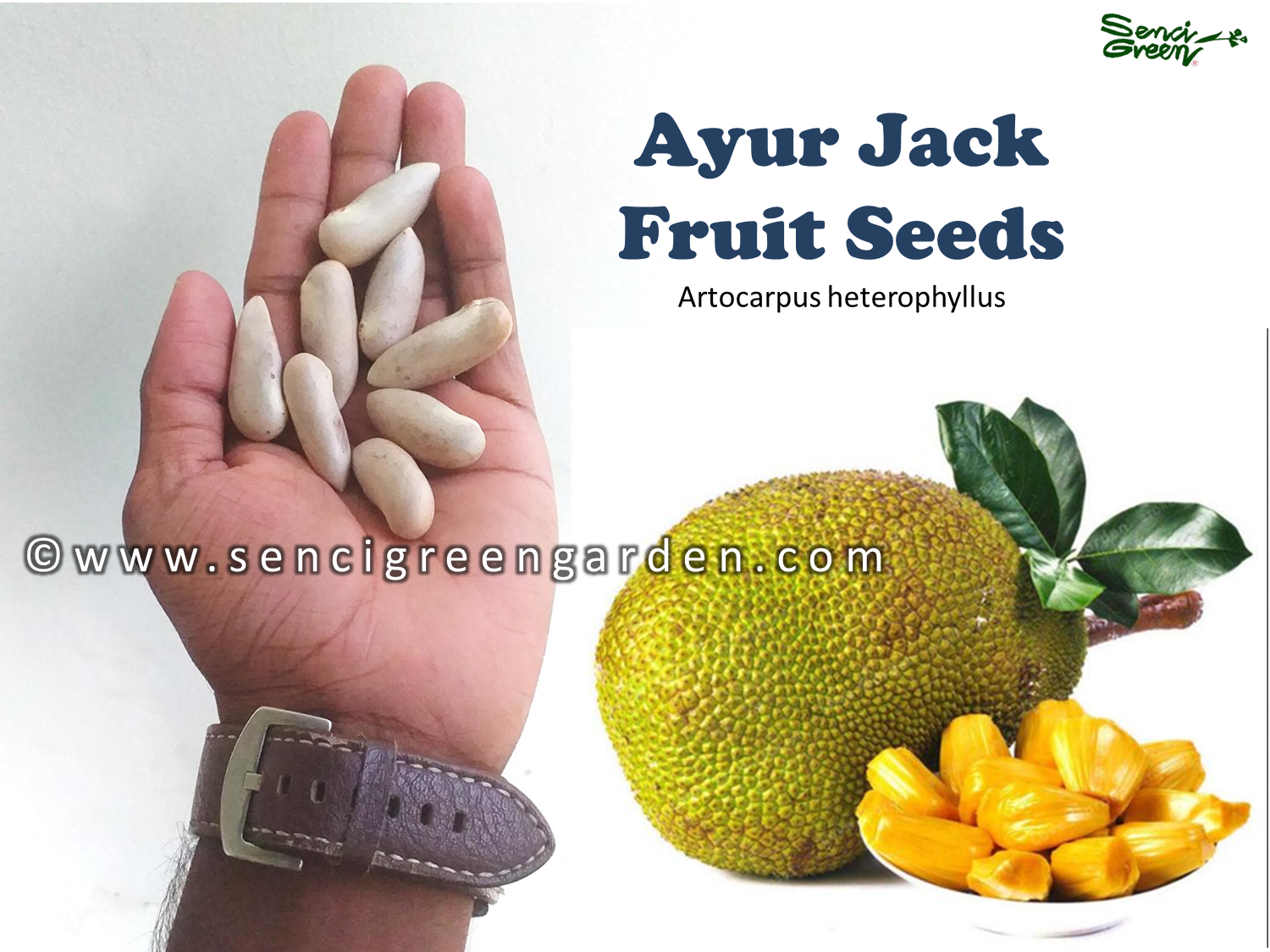 Ayur Jack Fruit Seeds Artocarpus heterophyllus