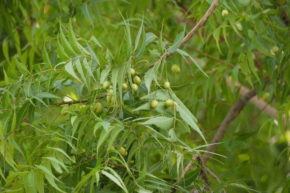 Semillas de árbol de Neem (Azadirachta Indica) Hierbas frescas