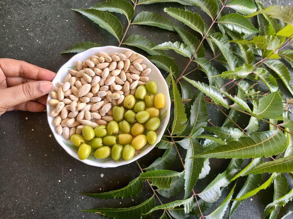 Semillas de árbol de Neem (Azadirachta Indica) Hierbas frescas