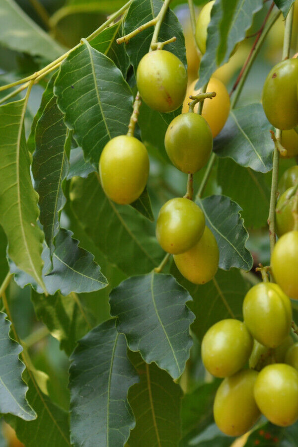 Semillas de árbol de Neem (Azadirachta Indica) Hierbas frescas