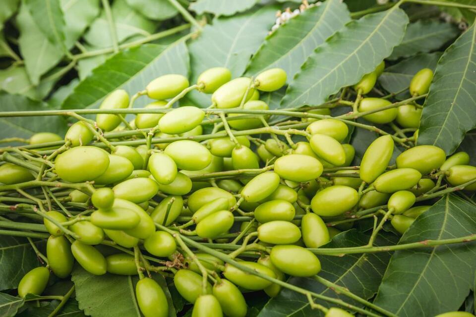 Semillas de árbol de Neem (Azadirachta Indica) Hierbas frescas