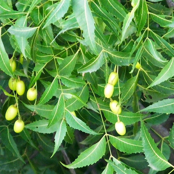 Semillas de árbol de Neem (Azadirachta Indica) Hierbas frescas