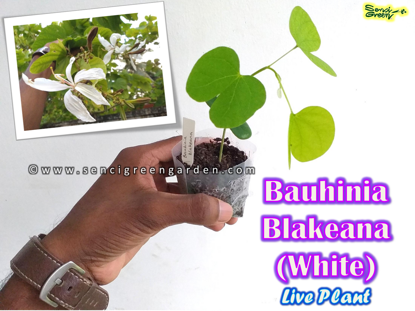 Bauhinia Blakeana (White) Live plant