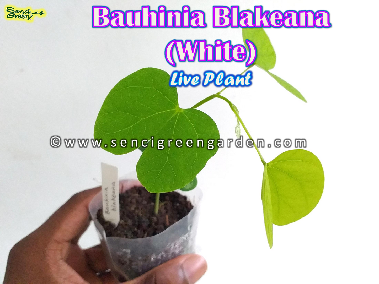 Bauhinia Blakeana (White) Live plant